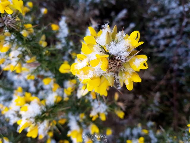 Gorse