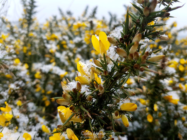 Gorse