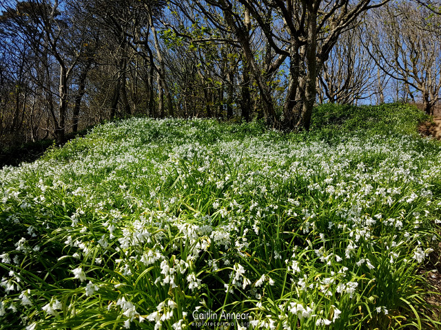 Snowdrops