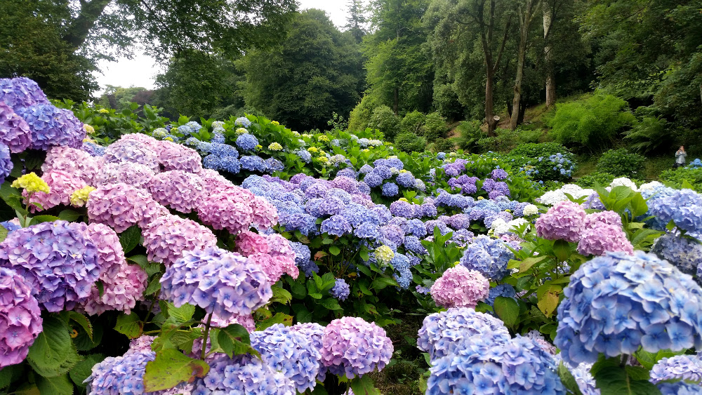 Trebah Gardens - Explore Cornwall