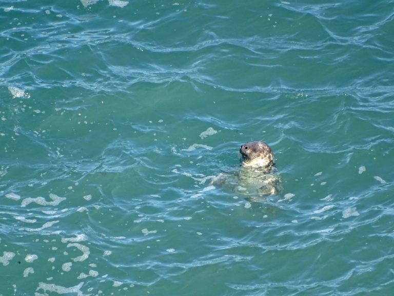 Can you see seals? 2.0