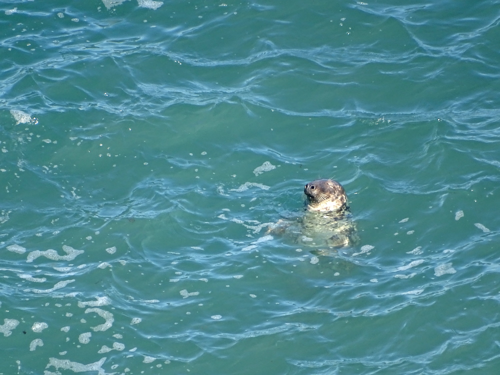 Can you see seals? 2.0