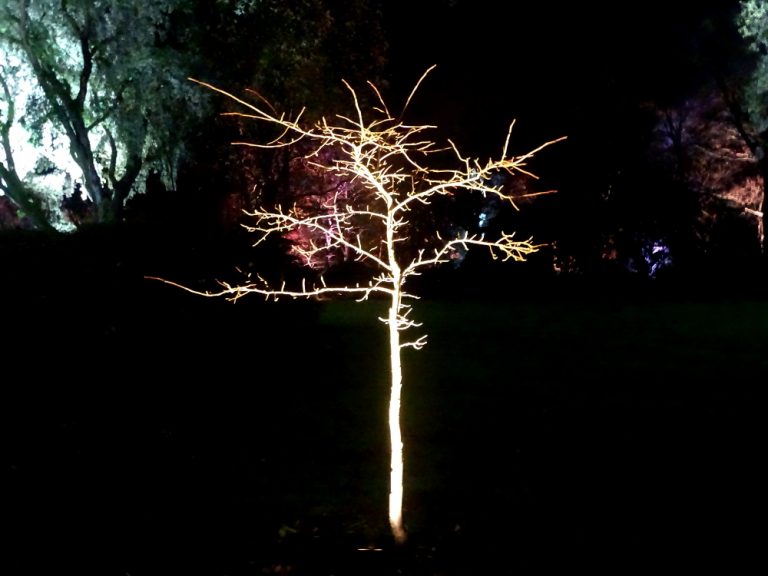 Trelissick Illuminations 2018