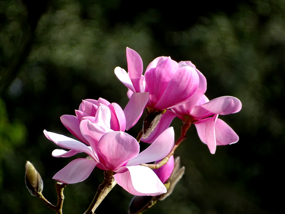 Spring at Glendurgan