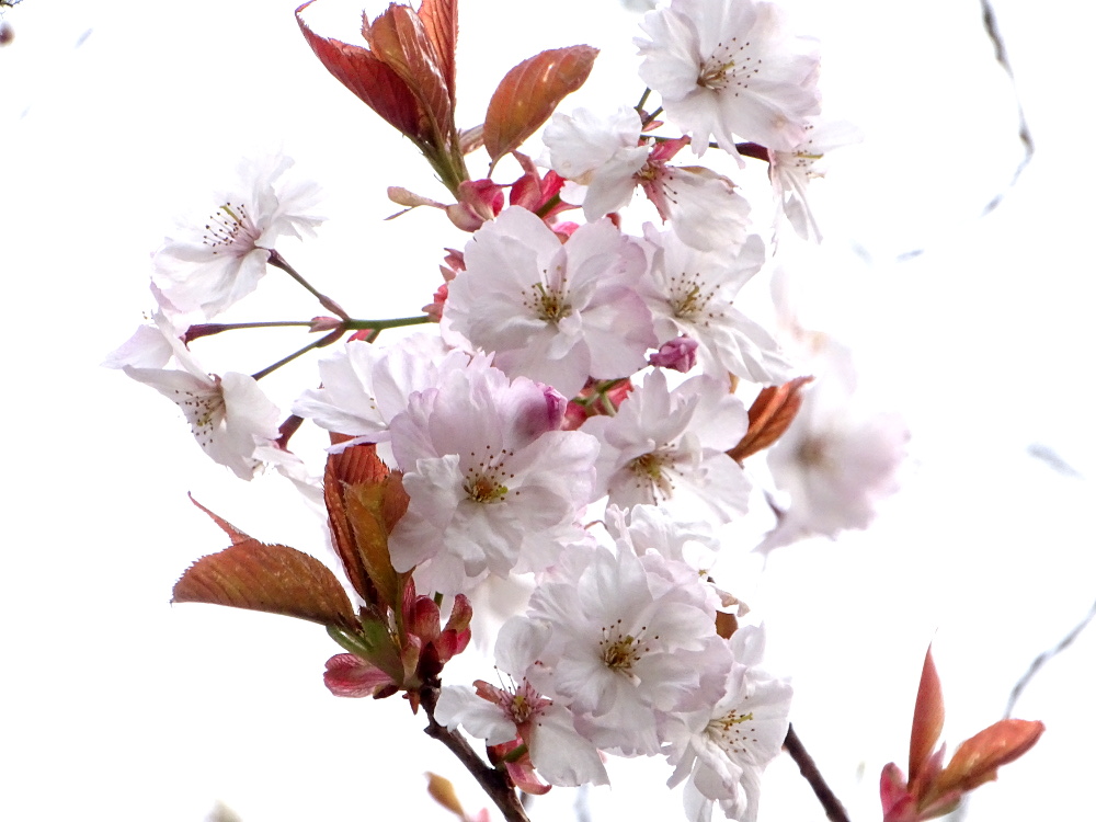 Spring at Trelissick