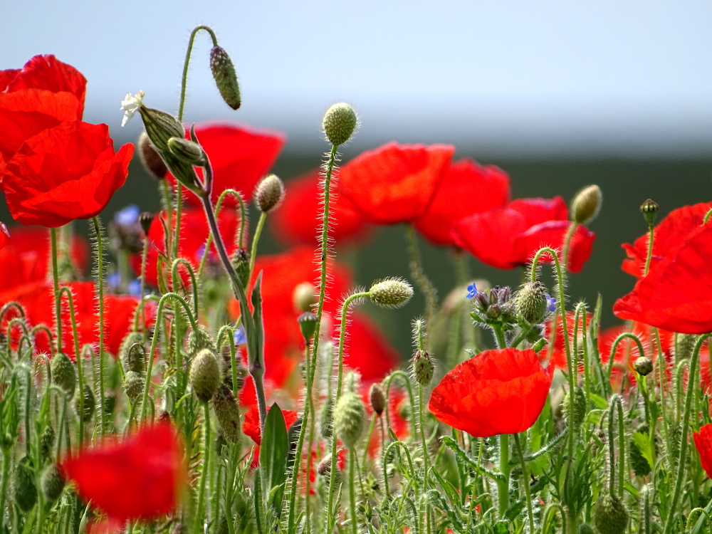 West Pentire Poppies in Bloom