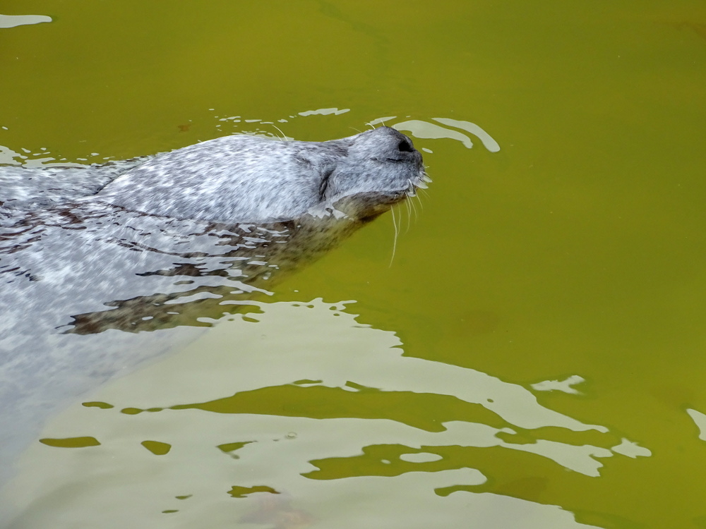 The Cornish Seal Sanctuary