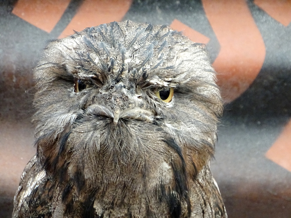 Caversham Wildlife Park