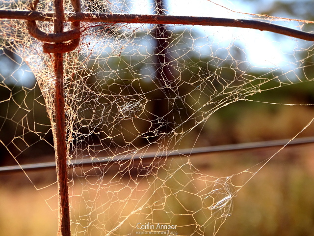 Kalgoorlie Arboretum