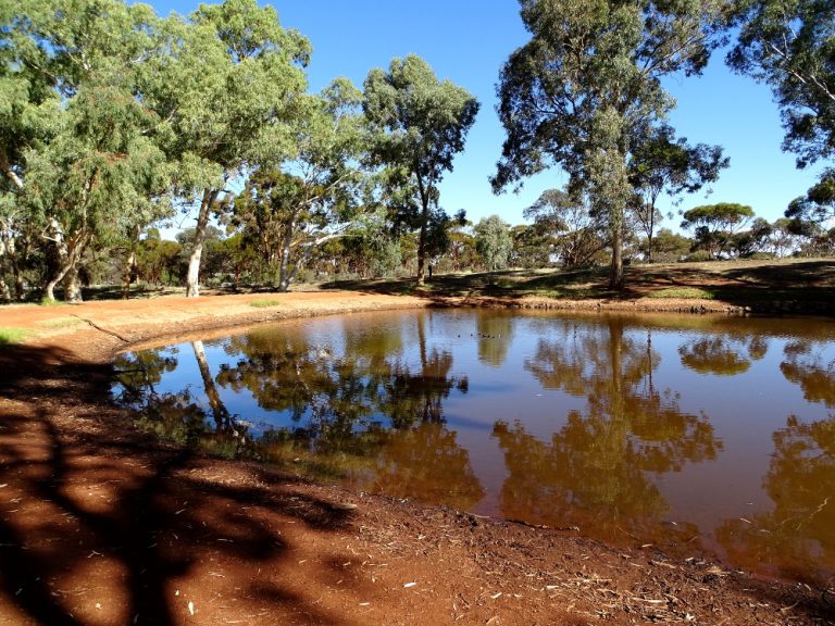 A Walk Around the Kalgoorlie Arboretum