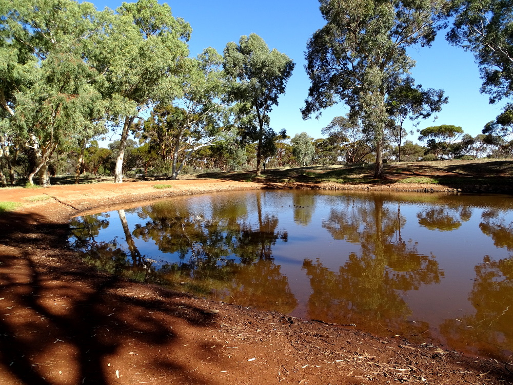 A Walk Around the Kalgoorlie Arboretum